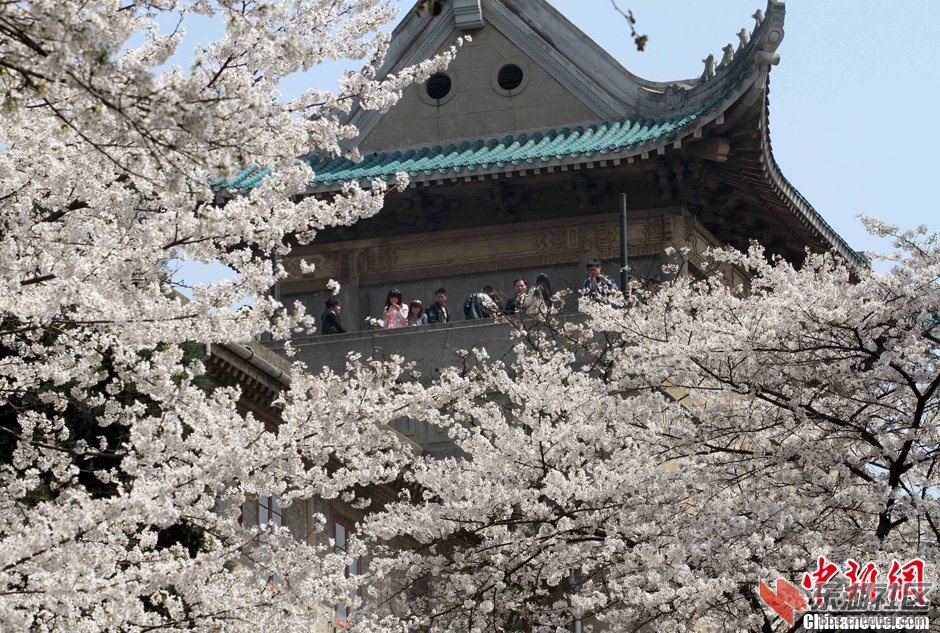3月31日，阳春三月，武汉春意浓。前往武汉大学校园欣赏樱花的游客络绎不绝，许多旅客.jpg
