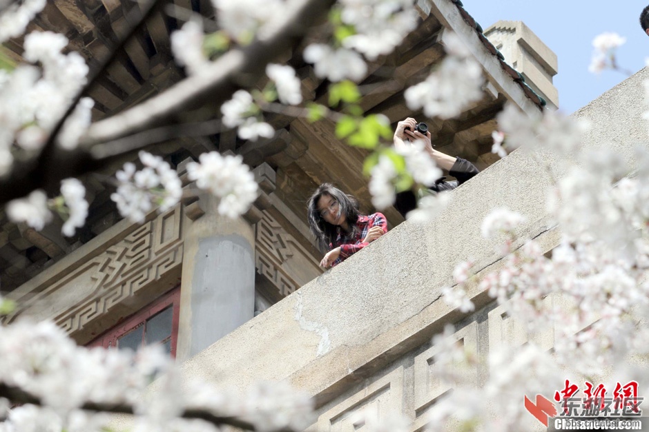 3月31日，阳春三月，武汉春意浓。前往武汉大学校园欣赏樱花的游客络绎不绝，许多旅客.jpg