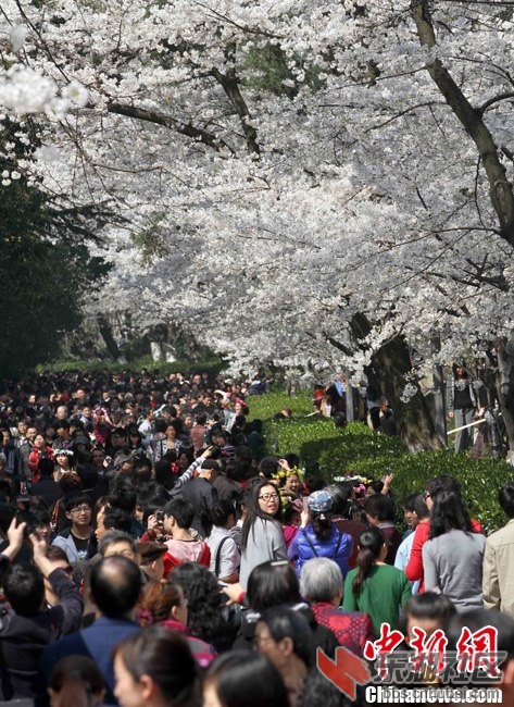 3月31日，阳春三月，武汉春意浓。前往武汉大学校园欣赏樱花的游客络绎不绝，许多旅客.jpg