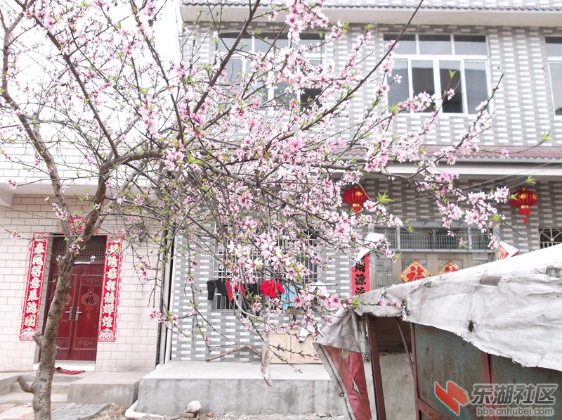 桃花_副本.jpg