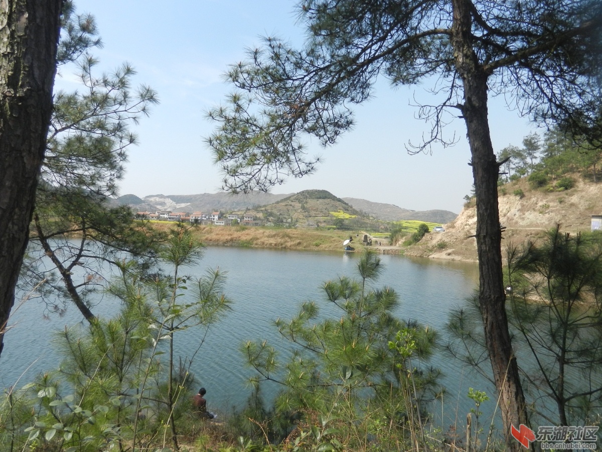 20.松林之外.JPG