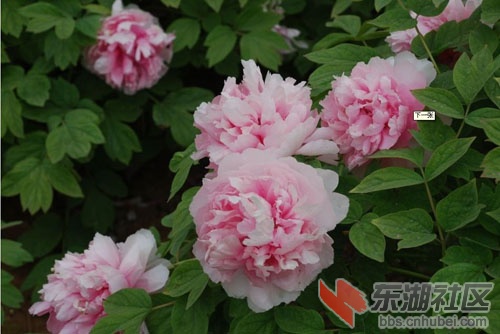隋唐植物园2.jpg