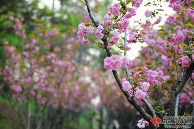 樱花2.jpg