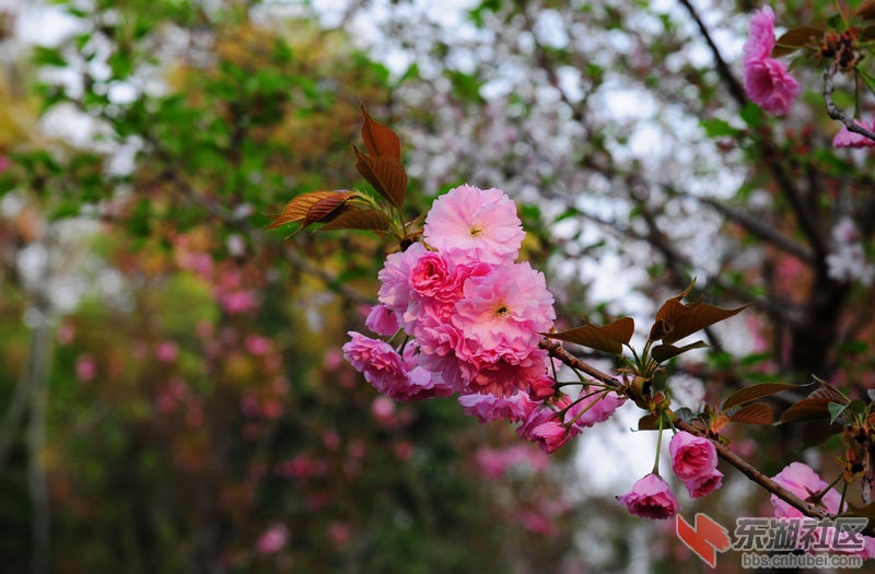 樱花3.jpg