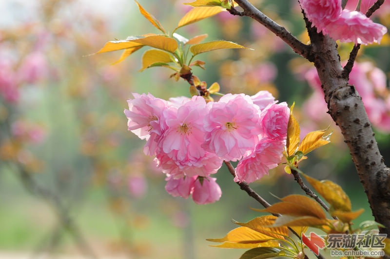 樱花7.jpg