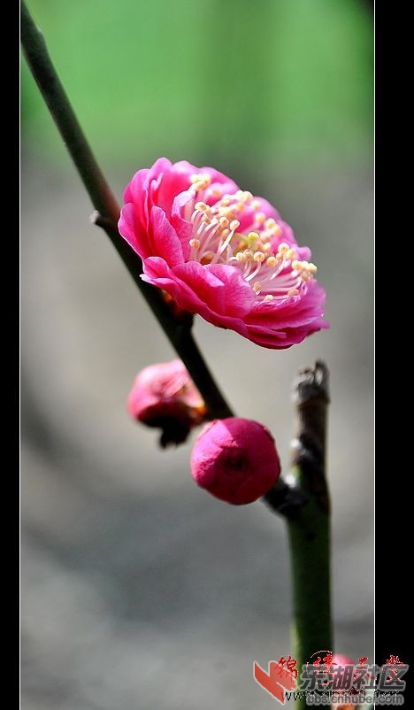 201232013619.jpg