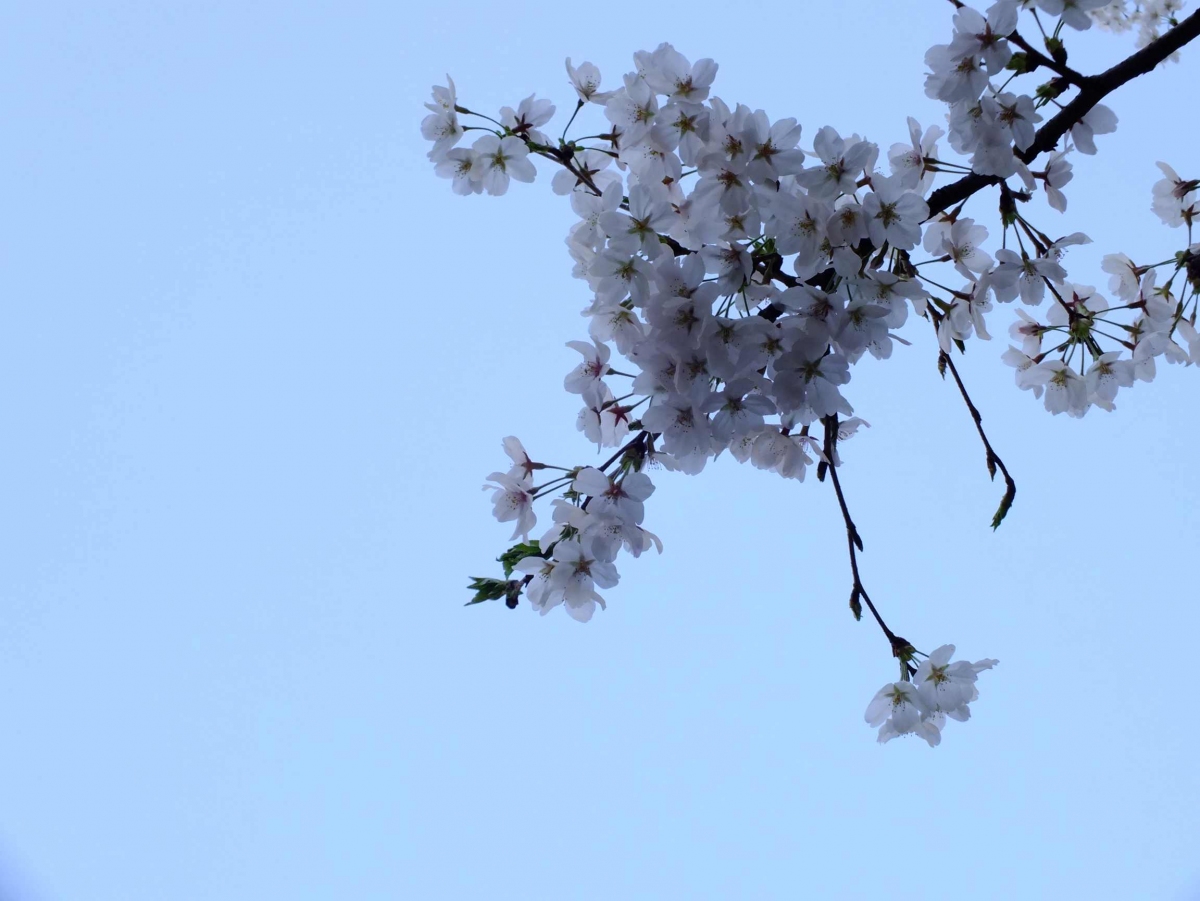 DSCF1223.jpg
