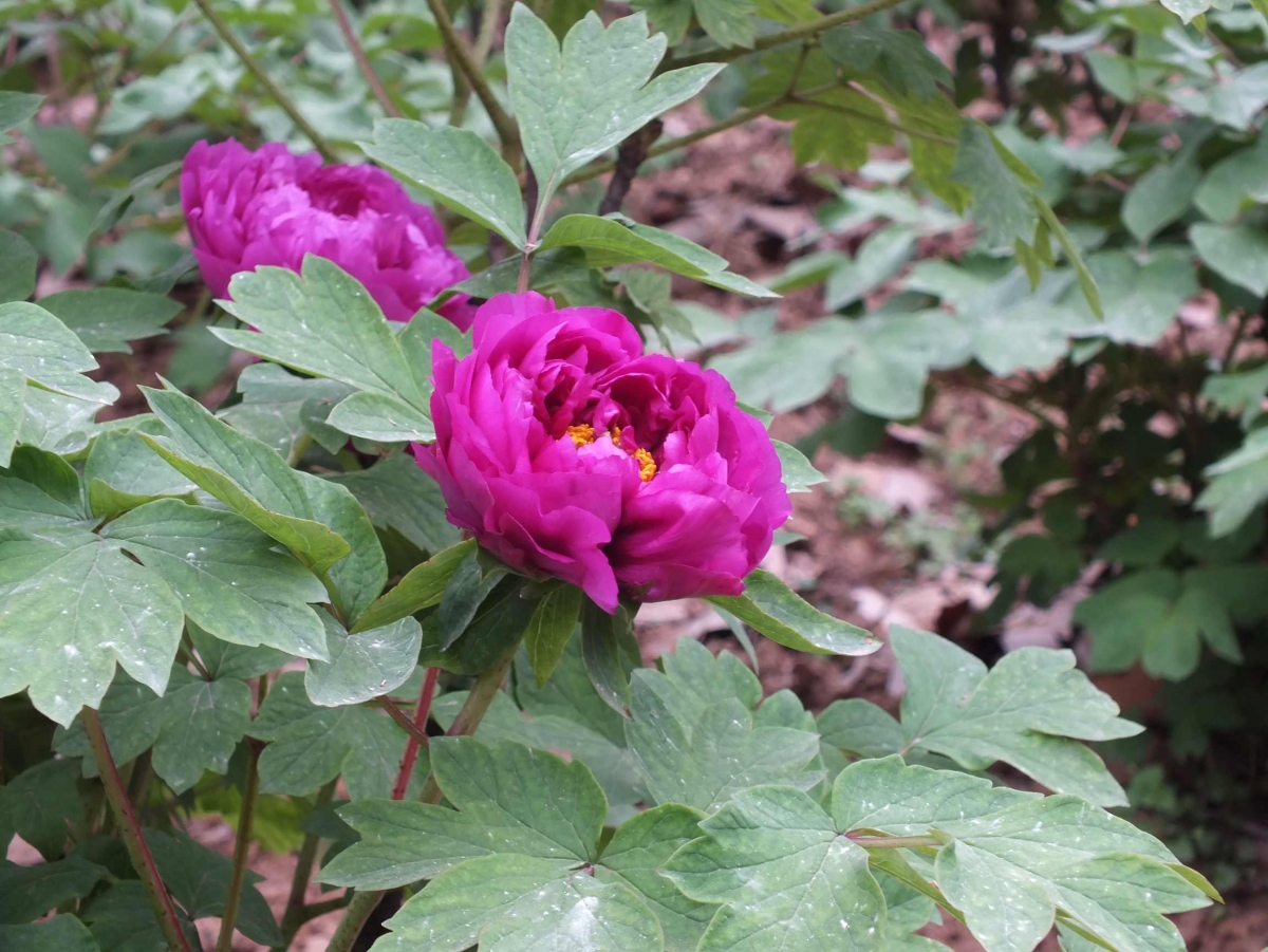 DSCF1357.jpg