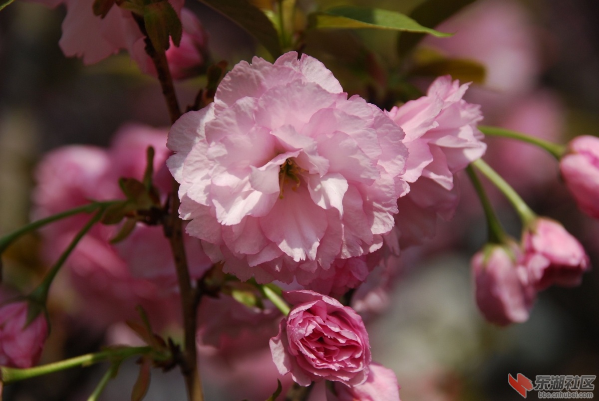 DSC_0013（压）.jpg