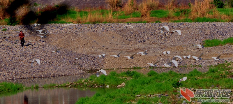 dsc_2239_副本.jpg