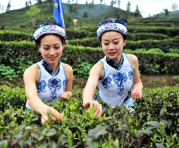 采茶