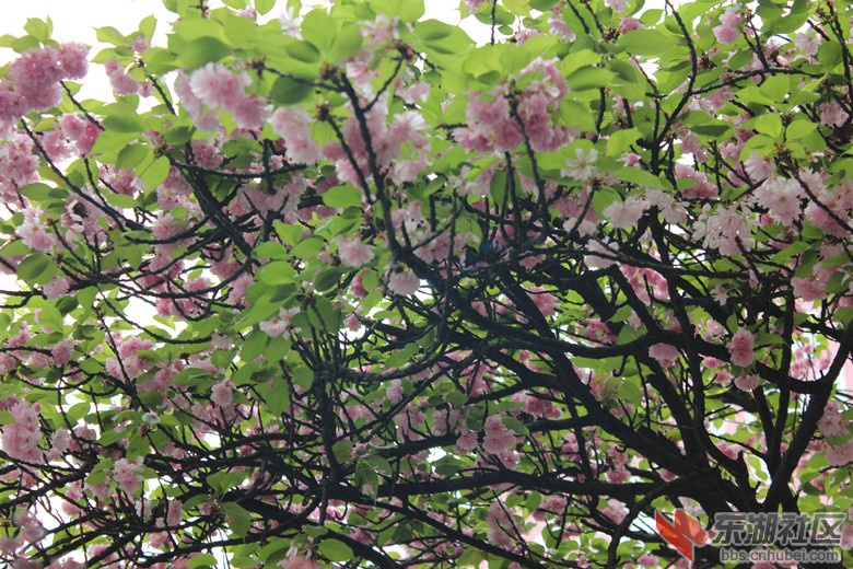 春季花开樱花图片2.jpg