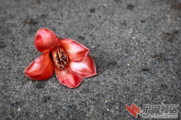 木棉花.jpg
