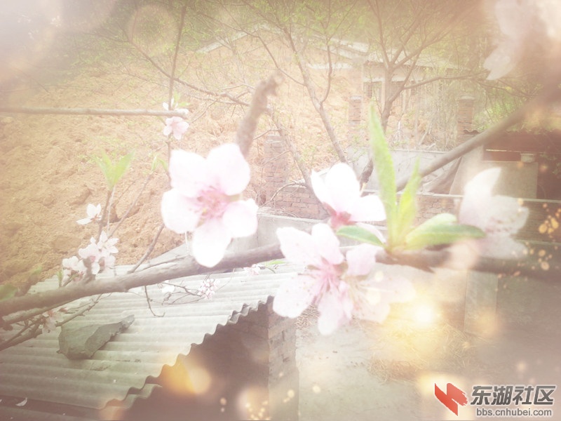 桃花