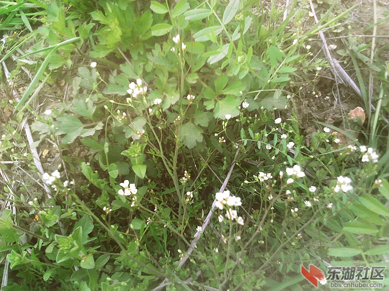 不知名的花儿