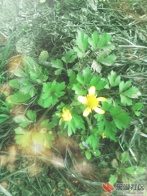 不知名的花儿