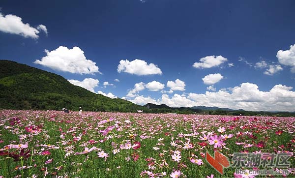 花海.jpg