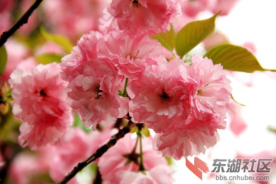 樱花.jpg