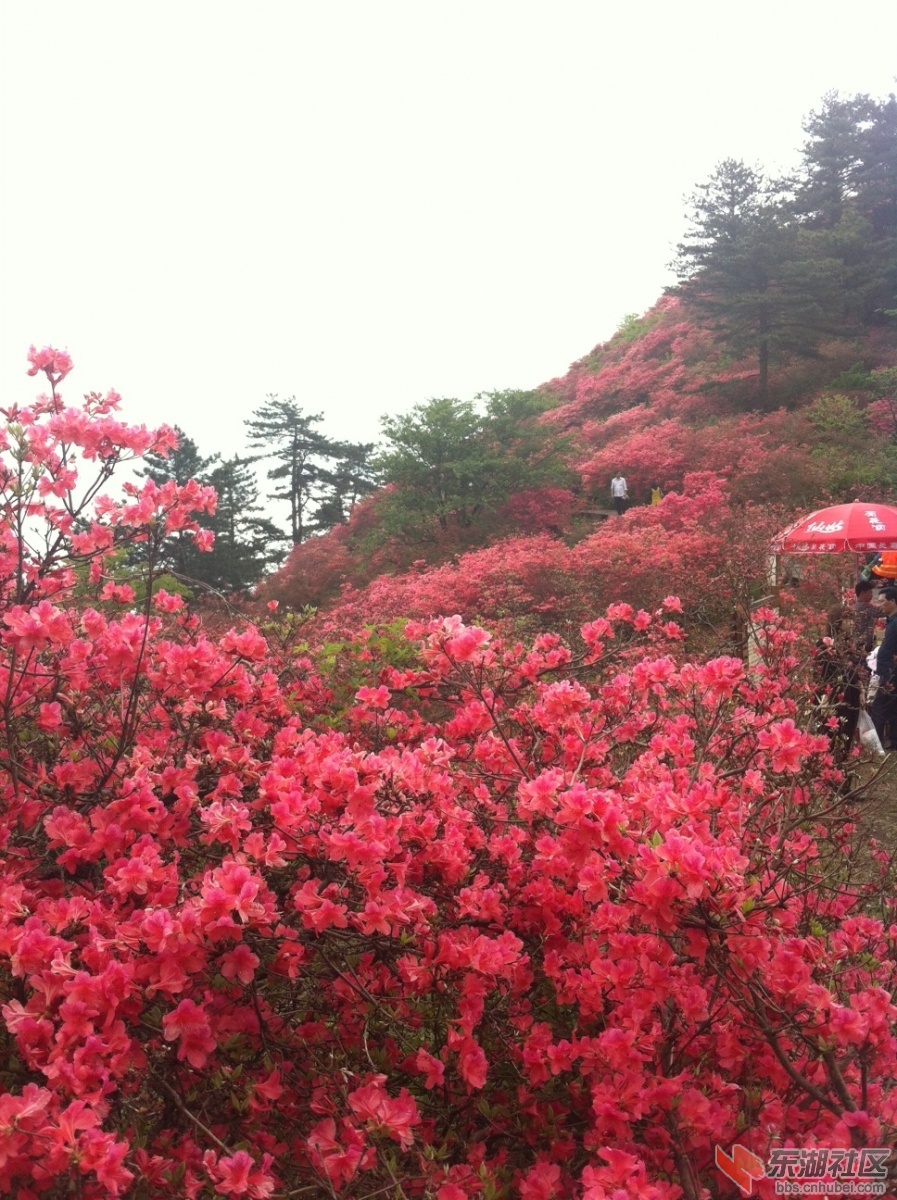 花海.JPG