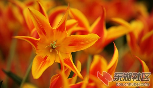 切尔西花展.jpg