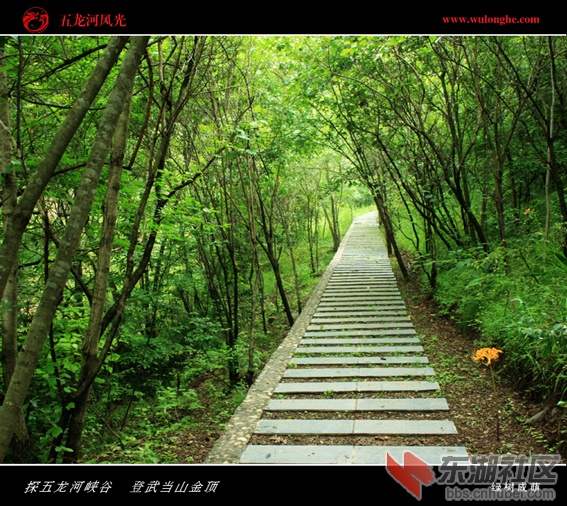 绿树成荫.jpg