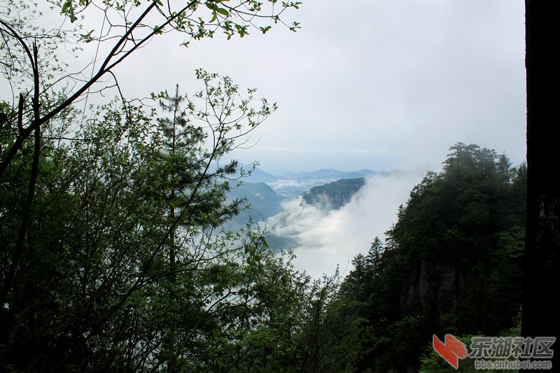 林间云海.jpg