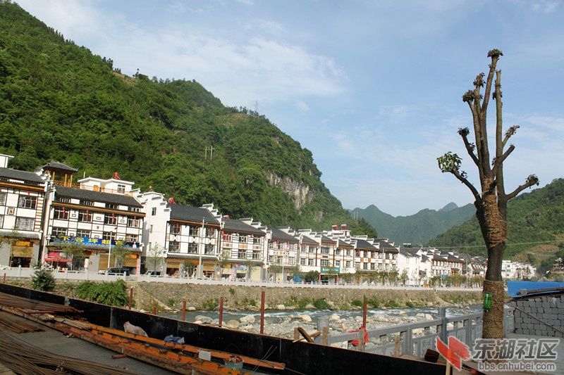 土家树.jpg