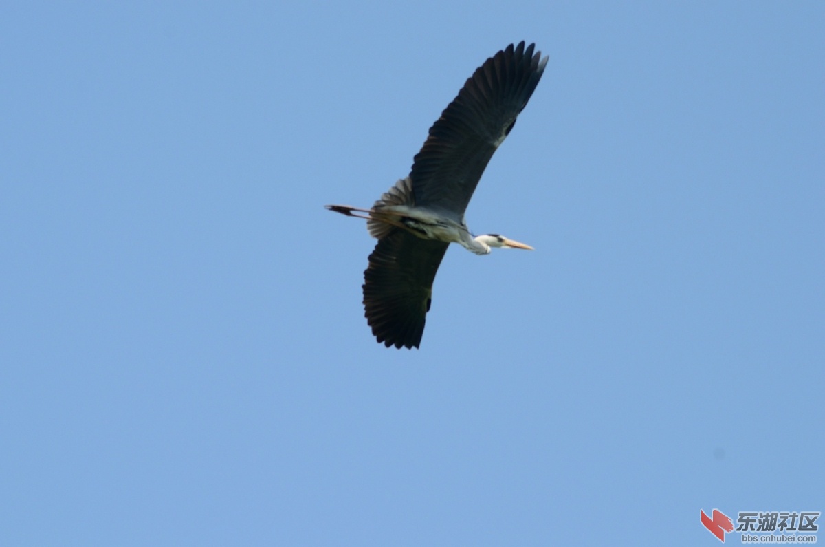 DSC_0438.jpg