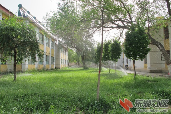 每天清晨浇水使得树木葱翠