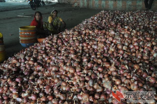 BL21_ONION5_787881g.jpg