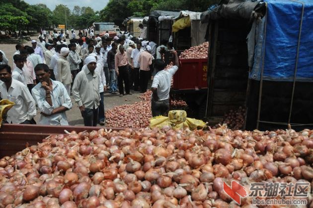 BL21_ONION2_787878g.jpg