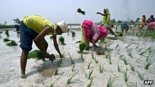 _61321801_monsoon_paddy_afp.jpg