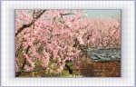 conew_挂甲峪-桃花屋.jpg