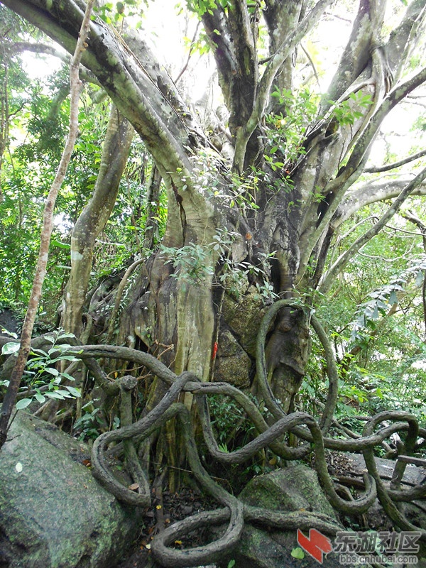 110千年根吊石.jpg