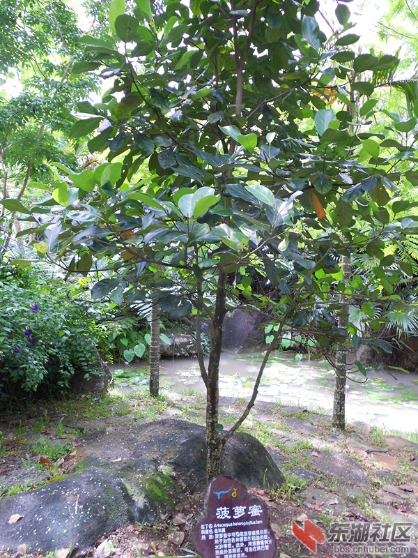 107菠萝蜜树.jpg