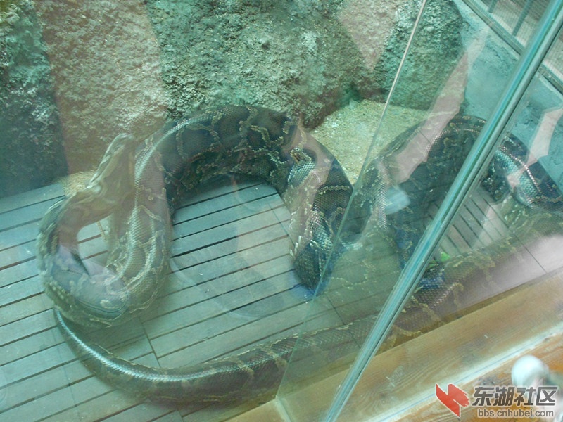 116蟒蛇馆.jpg