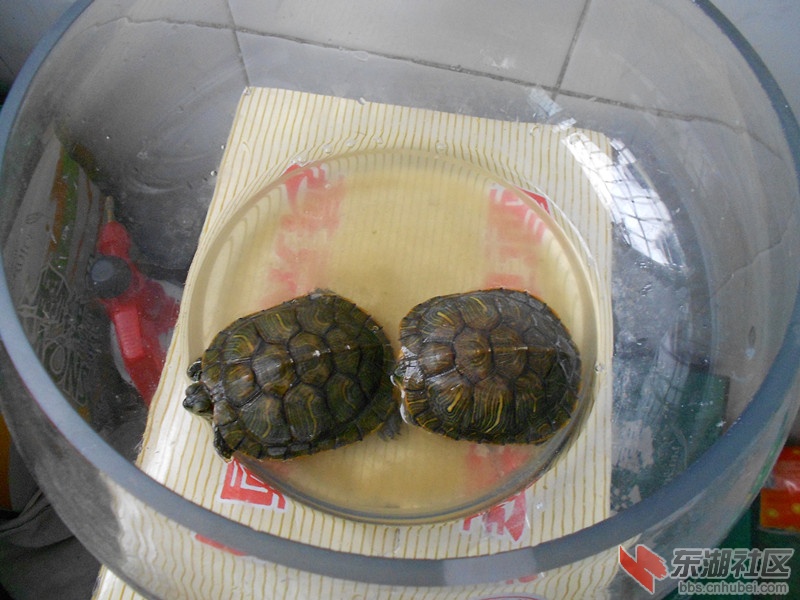 136乌龟.jpg