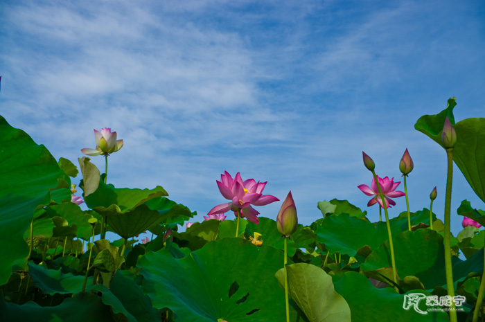 IMGP3233_1-7.jpg