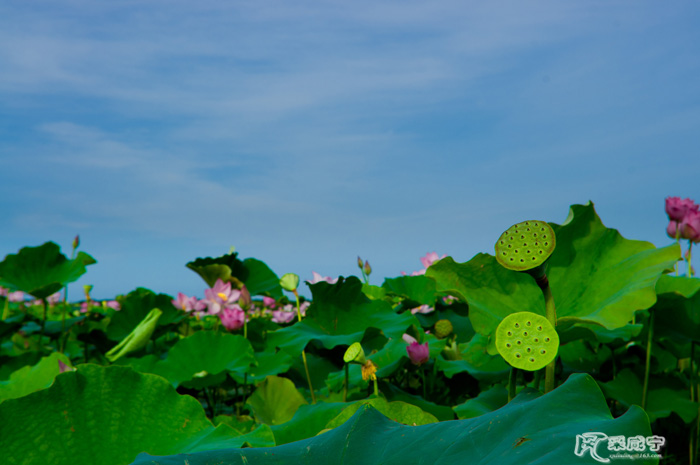 IMGP3242-7.jpg