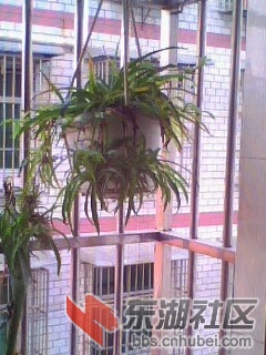 吊兰。。