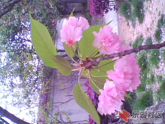 一束樱花。。