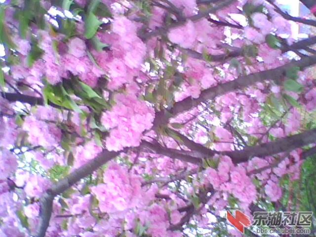 一棵樱花。。