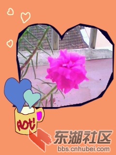 一朵太阳花。。