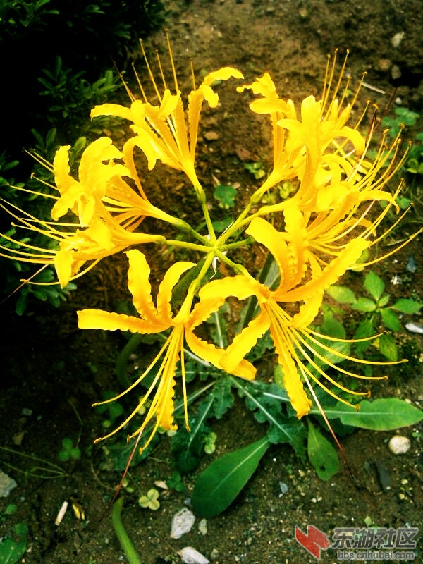 花10.jpg