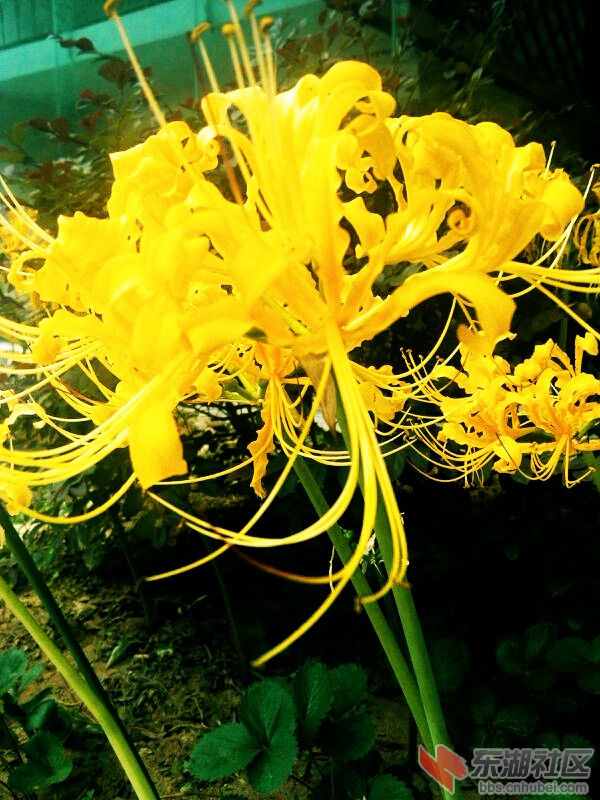 花12.jpg