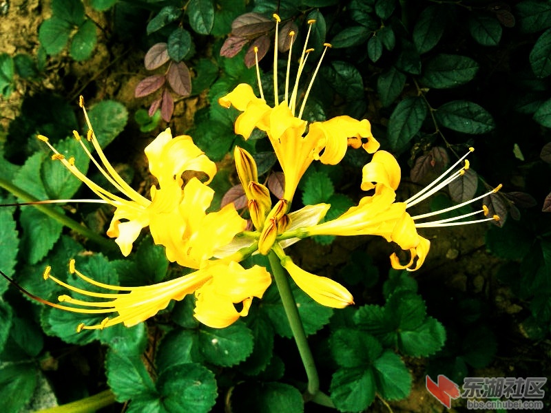 花15.jpg