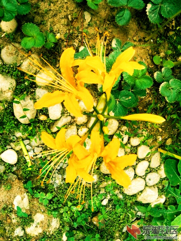 花16.jpg