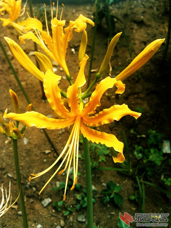 花103.jpg
