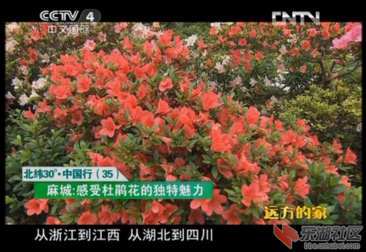 CCTV4《远方的家》麻城篇视频截图