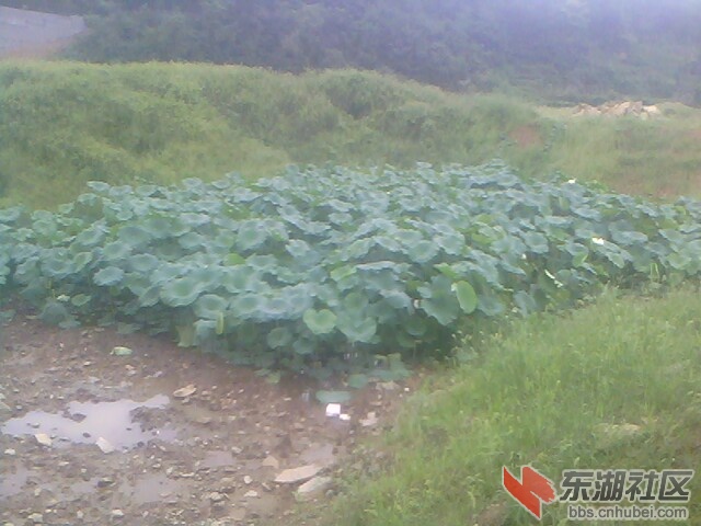 IMG6329A.jpg